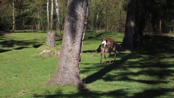 Les cerfs de Sika marchent sur la pelouse dans la forêt. faune.
