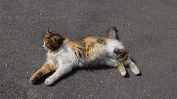 Le chat se trouve sur la route et regarde attentivement.