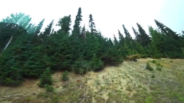 Blick Von Einem Fahrenden Auto Auf Einen Hohen Grünen Wald — Stockvideo