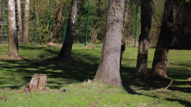 Ciervos Sika Caminan Sobre Césped Bosque Vida Silvestre — Vídeo de stock