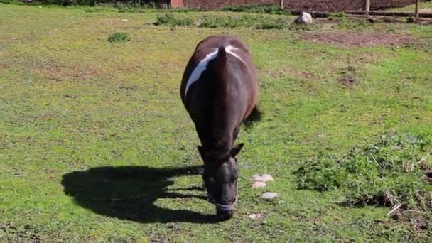 Un poney marche sur une pelouse verte et mange de l'herbe.