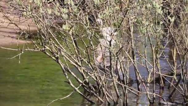 Enten Schwimmen Einem Sonnigen Tag Teich — Stockvideo