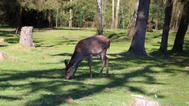 Sika Hjort Går Genom Glänta Skuggan Djurliv — Stockvideo