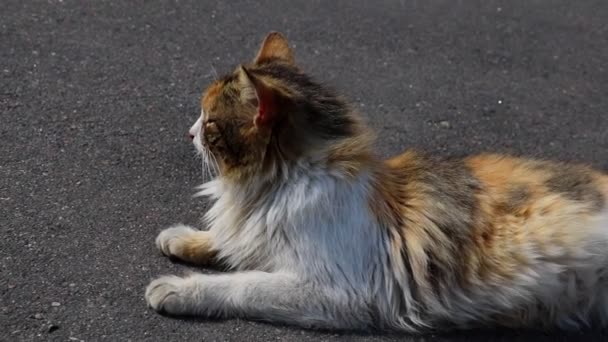 Le chat se trouve sur la route et regarde attentivement.