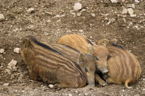Red Small Wild Boar Pig Lies Ground — Stock Photo, Image