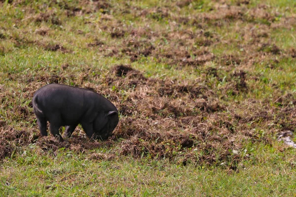 Small Undersized Black Pig Green Lawn Selective Focus — Stock Photo, Image