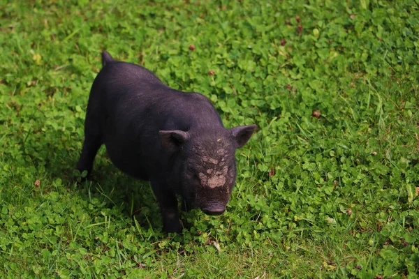 Small Undersized Black Pig Green Lawn Selective Focus — Stock Photo, Image