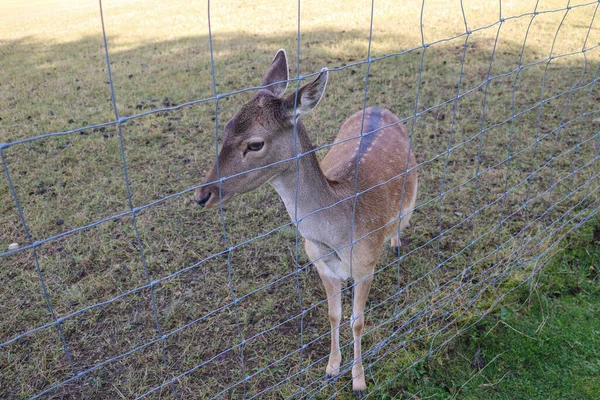 Beautiful Wild Animal Net Rehabilitation — Stock Photo, Image