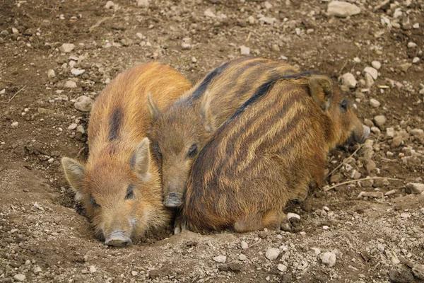 Small Wild Boar Pig Lies Ground — Stock Photo, Image