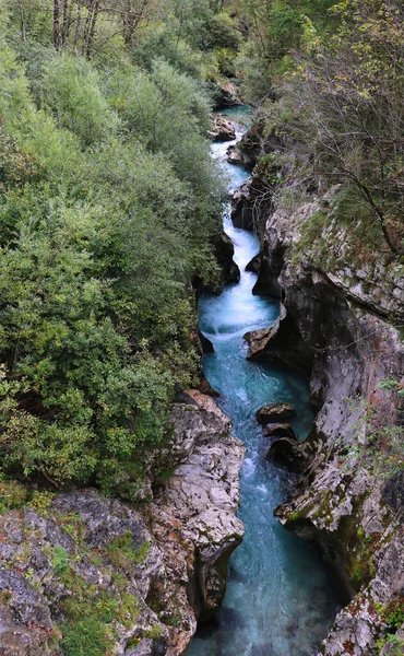 Rivière Près Lac Bohinj Dans Parc National Triglav Slovénie — Photo