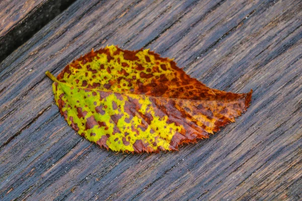 Żółty Liść Drzewa Leży Stole Początek Jesieni Zmiana Sezonu — Zdjęcie stockowe