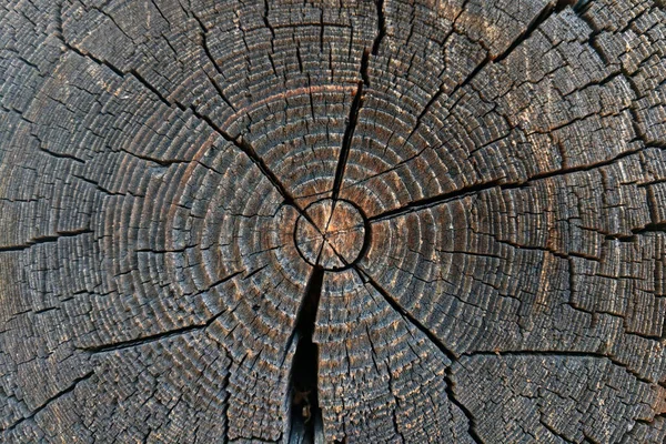 Текстура Старого Дерева Срезе — стоковое фото