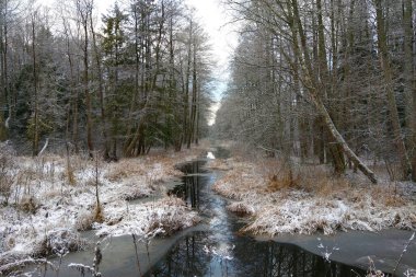 Sonbaharın sonlarında ormanın içinden akan küçük bir nehir manzarası