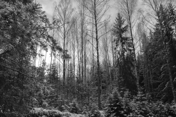 Winter pine forest. Black and white photo