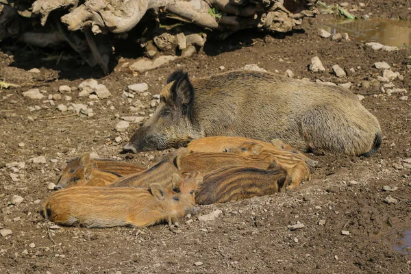 Small Wild Boar Pig Lies Ground — Stock Photo, Image