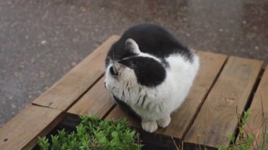 Evsiz kedi bankın etrafında yürüyor..