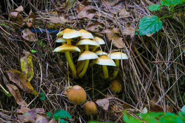 Jonge Herfstpaddenstoelen Het Bos Het Begin Van Herfst — Stockfoto