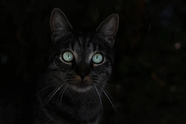 Gato Escuro Bonito Com Grandes Olhos Verdes — Fotografia de Stock