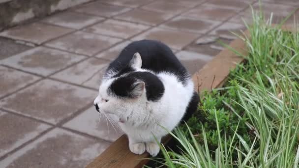 Bezdomny Kot Siada Ławce Potem Się Rozciąga Problem Bezdomnych Zwierząt — Wideo stockowe