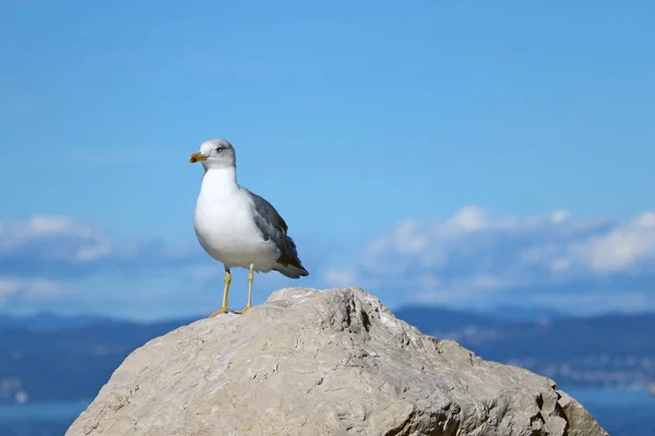 Seagull Stands Stone Background Mountains Sea — Stock Photo, Image