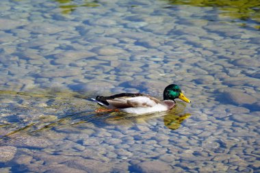 Ördek açık bir günde soğuk dağ suyunda yüzer.
