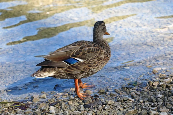 Canard Tient Dans Eau Claire Soleil — Photo