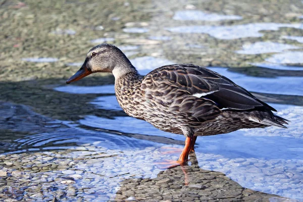 Pato Está Parado Agua Clara Sol —  Fotos de Stock