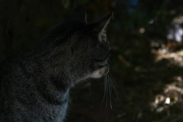 Belo Gato Escuro Senta Debaixo Arbusto Olha Para Lado — Fotografia de Stock