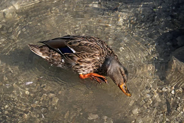 Canard Colvert Sauvage Femelle Éclaboussant Violemment Dans Eau Tout Lavant — Photo