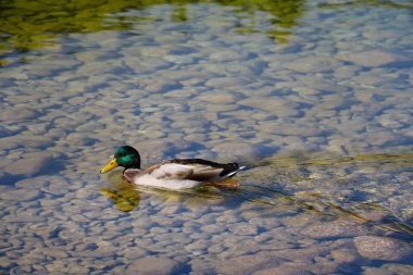 Vahşi ördek soğuk bir dağ gölünde yüzer.