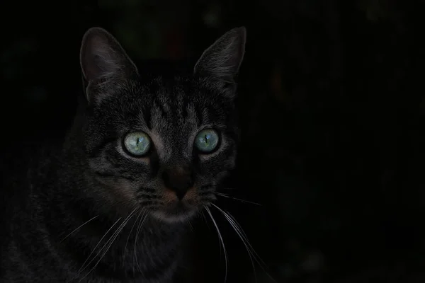 Belo Gato Escuro Olha Perto Olhos Verdes Grandes — Fotografia de Stock