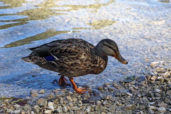 Vue Canard Sauvage Émergeant Eau — Photo