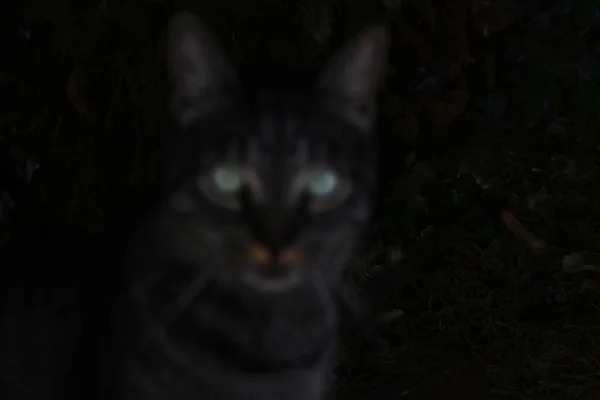 Desenfocado Gato Oscuro Con Ojos Verdes — Foto de Stock