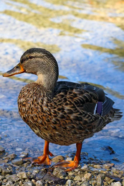 Pato Selvagem Com Gotas Água Suas Penas Fica Margem Lago — Fotografia de Stock