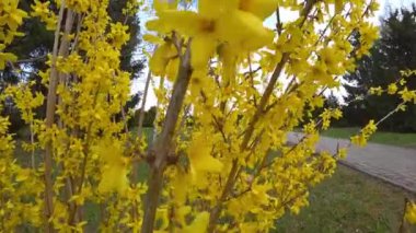 Önünde yeşil çimenler ve mavi gökyüzü olan fındık çiçekleri. Altın çan, Forsythia sınırı.