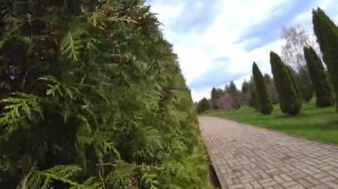 Son derece yakın çekim thuja, kamera hareketi.