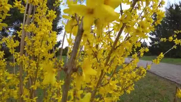 Davor Blühen Forsythien Mit Grünem Gras Und Blauem Himmel Goldene — Stockvideo