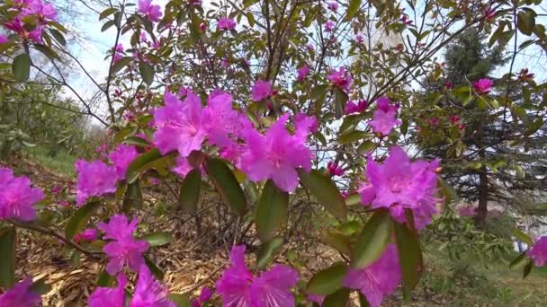 Güzel Kırmızı Rhododendron Çiçekleri Bahar Rüzgarında Hareket Ediyor — Stok video