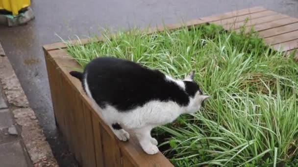 Gato Callejero Está Comiendo Hierba Verde Camina Estira — Vídeo de stock