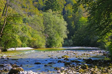 Slovenya 'da dağlarda küçük bir dağ nehri