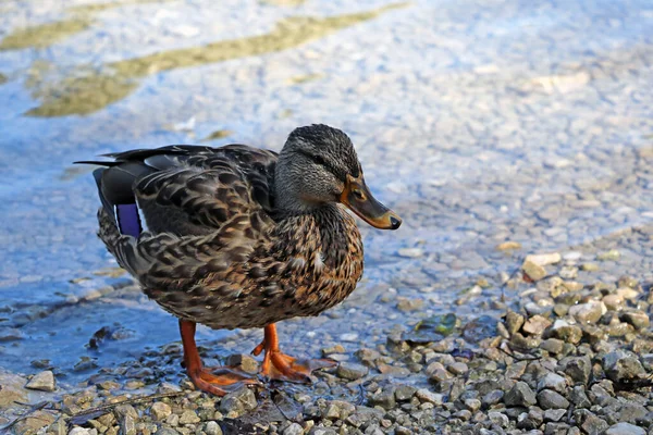 Hermoso Pato Mojado Salvaje Orilla Del Lago —  Fotos de Stock