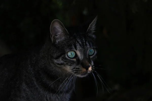 Beau Chat Aux Yeux Verts Dans Obscurité — Photo
