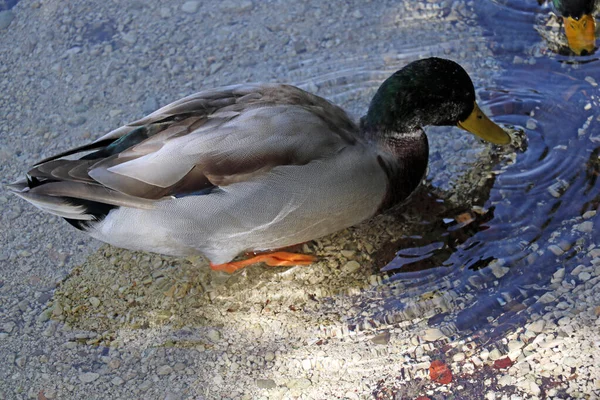 Vue Dessus Canard Sauvage Dans Eau — Photo