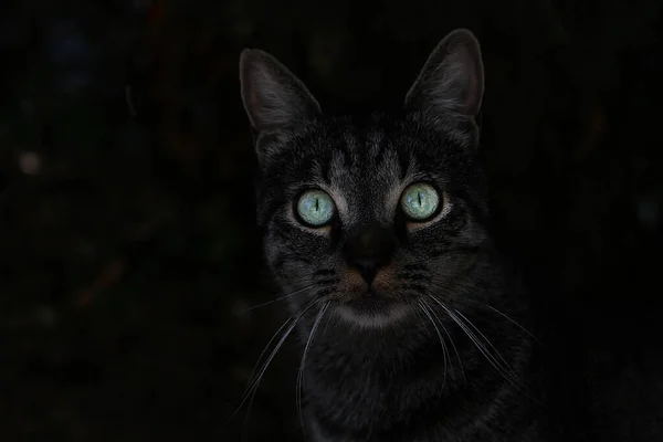 Μια Γάτα Μεγάλα Πράσινα Μάτια Στο Σκοτάδι — Φωτογραφία Αρχείου