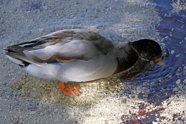 Pato Selvagem Vem Terra Água — Fotografia de Stock