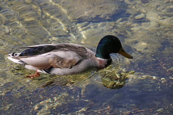 Canard Sauvage Nage Dans Eau Froide Claire — Photo