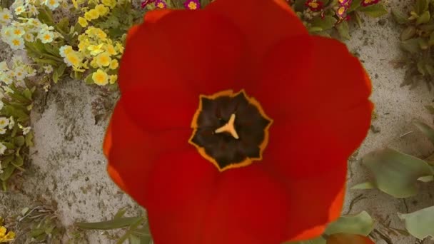 Draufsicht Auf Eine Große Rote Tulpe Unscharf — Stockvideo