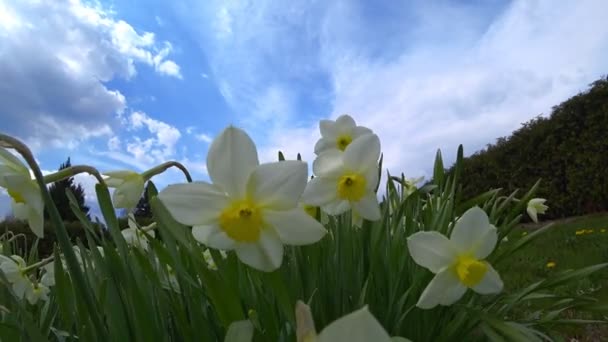 Malý Trávník Krásných Narcisů Zahradě Jasného Dne — Stock video