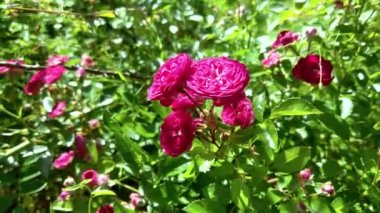 Bahçede güzel kırmızı güller açar. Çiçek açan güllerin mevsimi. Kırmızı gül.