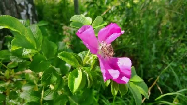 Blooming Wild Rose Green Leaves Wind — Stock Video